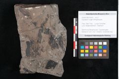 Foto (Objekt + Etikett) von Equisetum ungeri Ettingshausen (NHMW-GEO-2024-0188-10559)